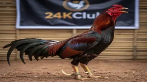 Bí quyết xem tướng gà chọi: Cách chọn gà chiến 24KClub